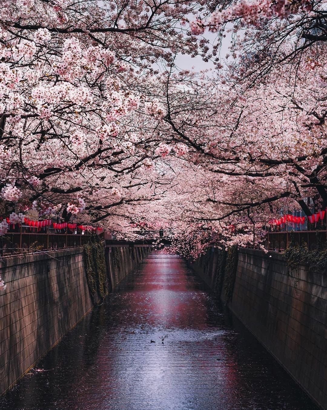 Cerezos en flor en el Río Seguro