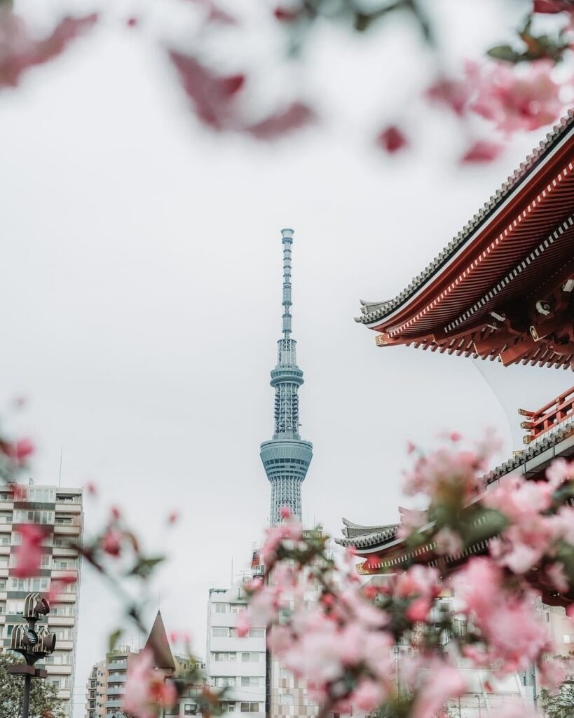 Cerezos en Flor en Tokio 