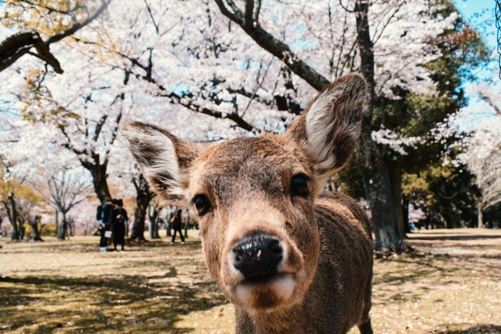 qué ver y hacer en Nara