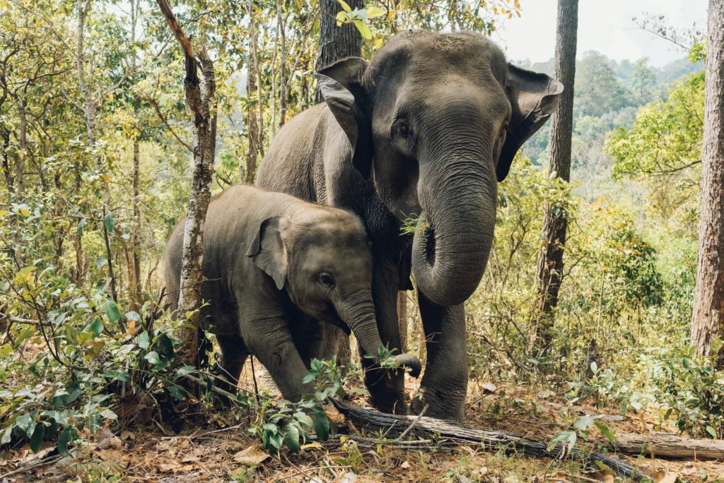 mejor época para viajar a Tailandia