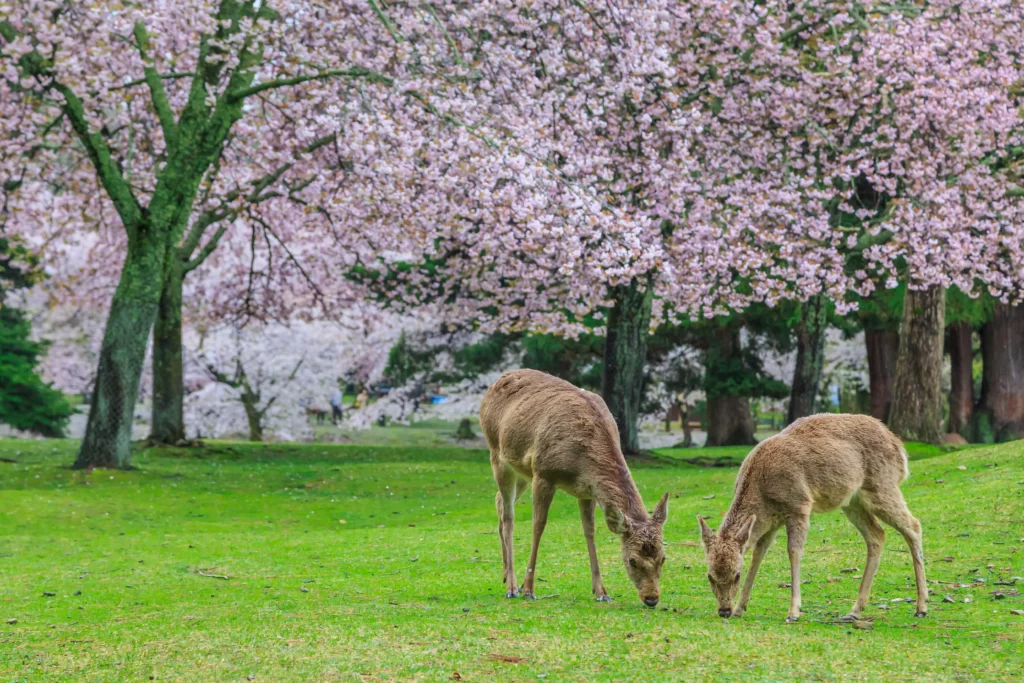 consejos para tu primer viaje a Japón